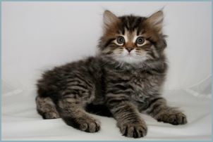 Male Siberian Kitten from Deedlebug Siberians